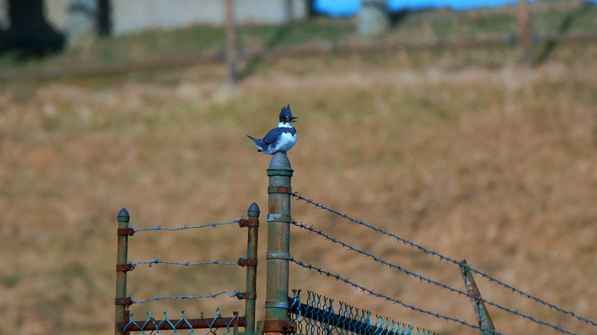 Belted Kingfisher - ML630008294