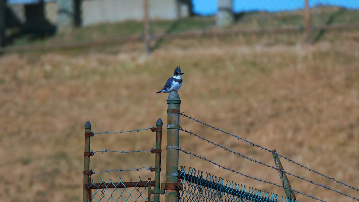 Belted Kingfisher - ML630008295