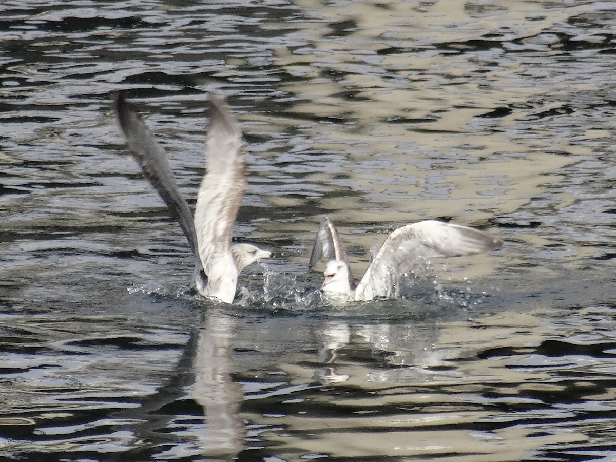 American Herring Gull - ML630008501
