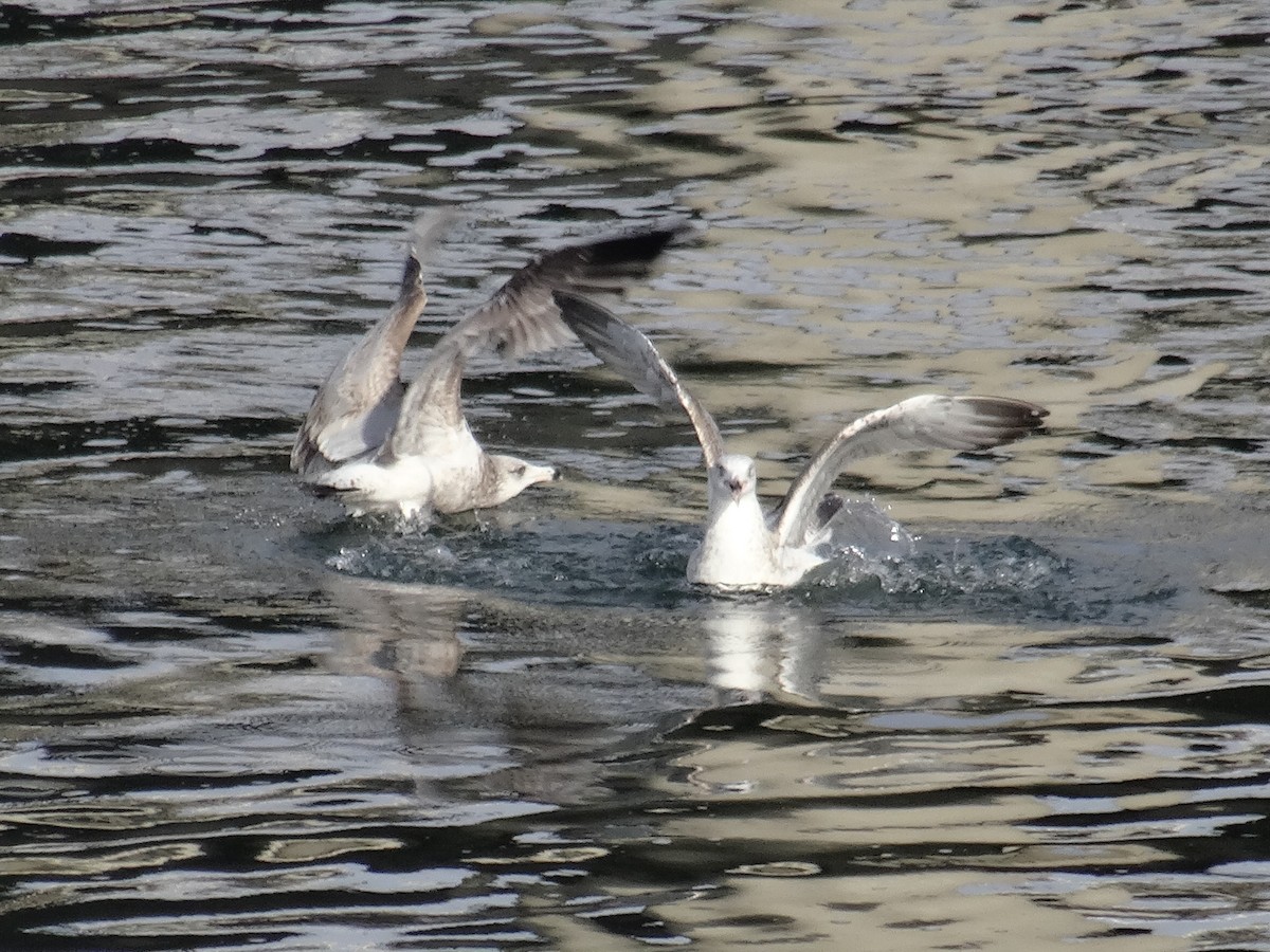 American Herring Gull - ML630008502