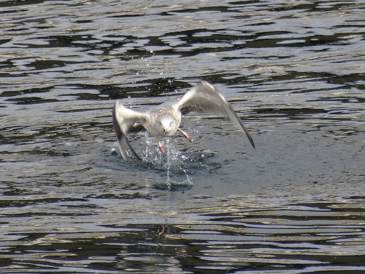 American Herring Gull - ML630008503