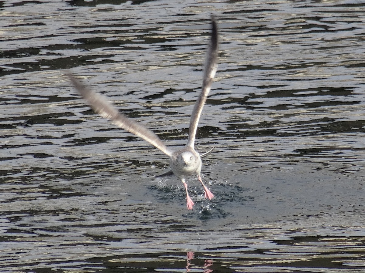 American Herring Gull - ML630008505