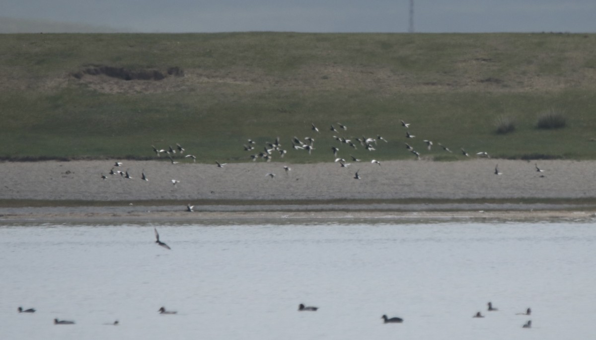 White-winged Tern - ML630008526