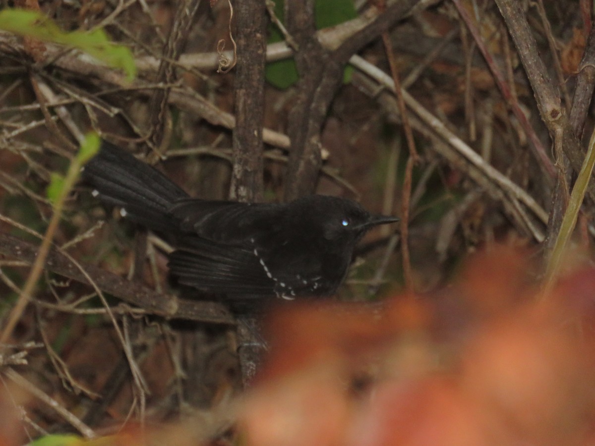 Mato Grosso Antbird - ML630008575