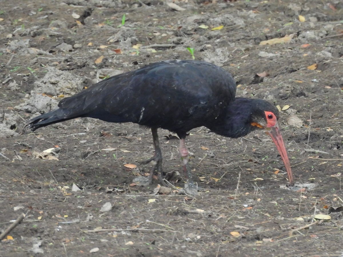 Sharp-tailed Ibis - ML630008757