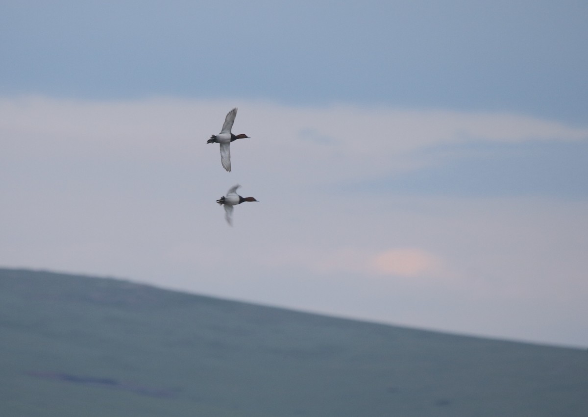 Common Pochard - ML630008833