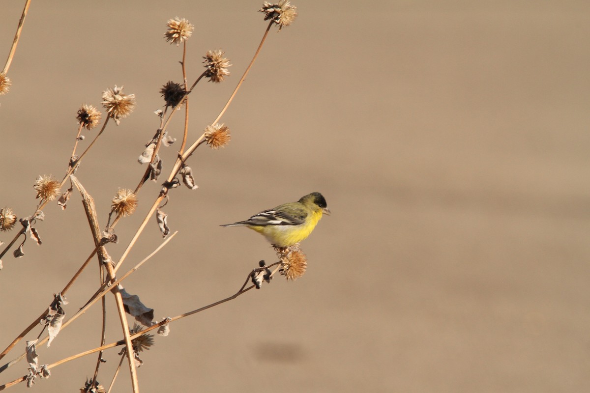Lesser Goldfinch - ML630008902
