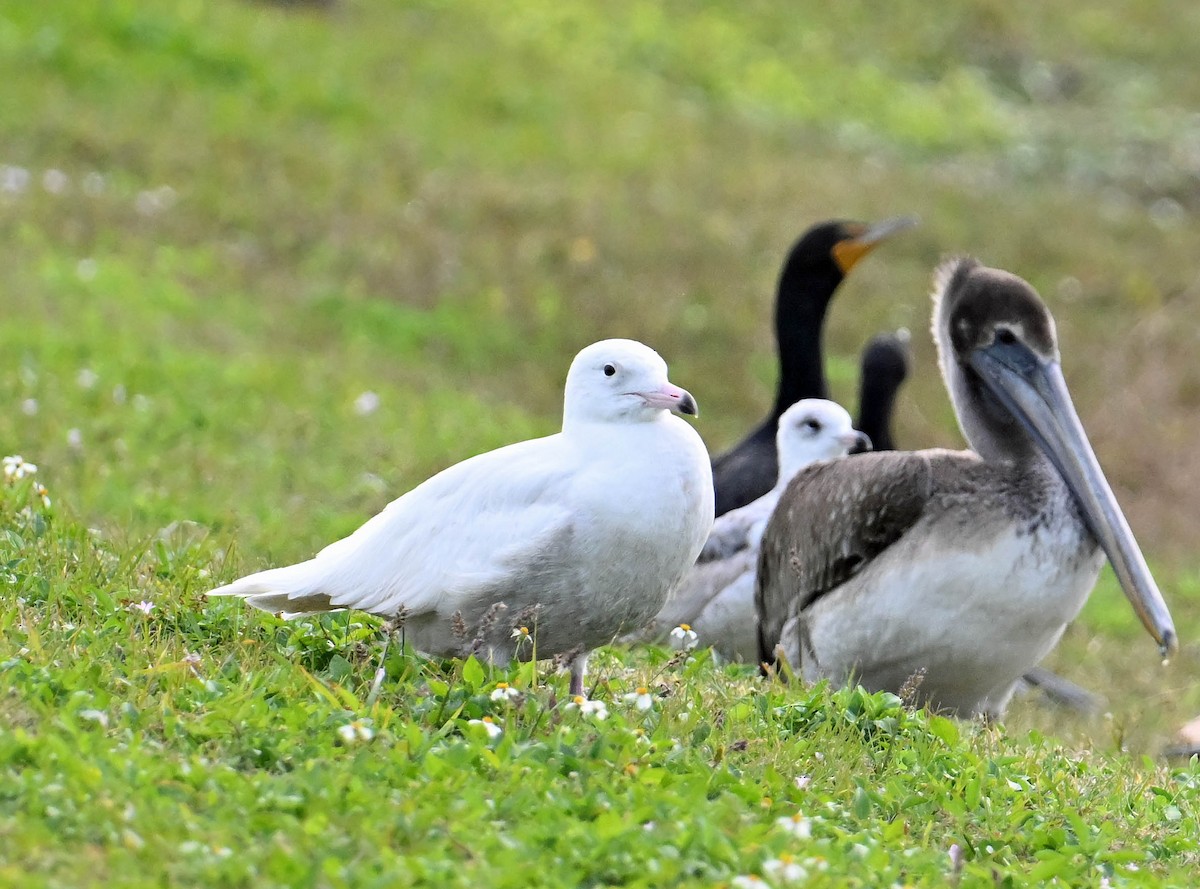 Glaucous Gull - ML630008949