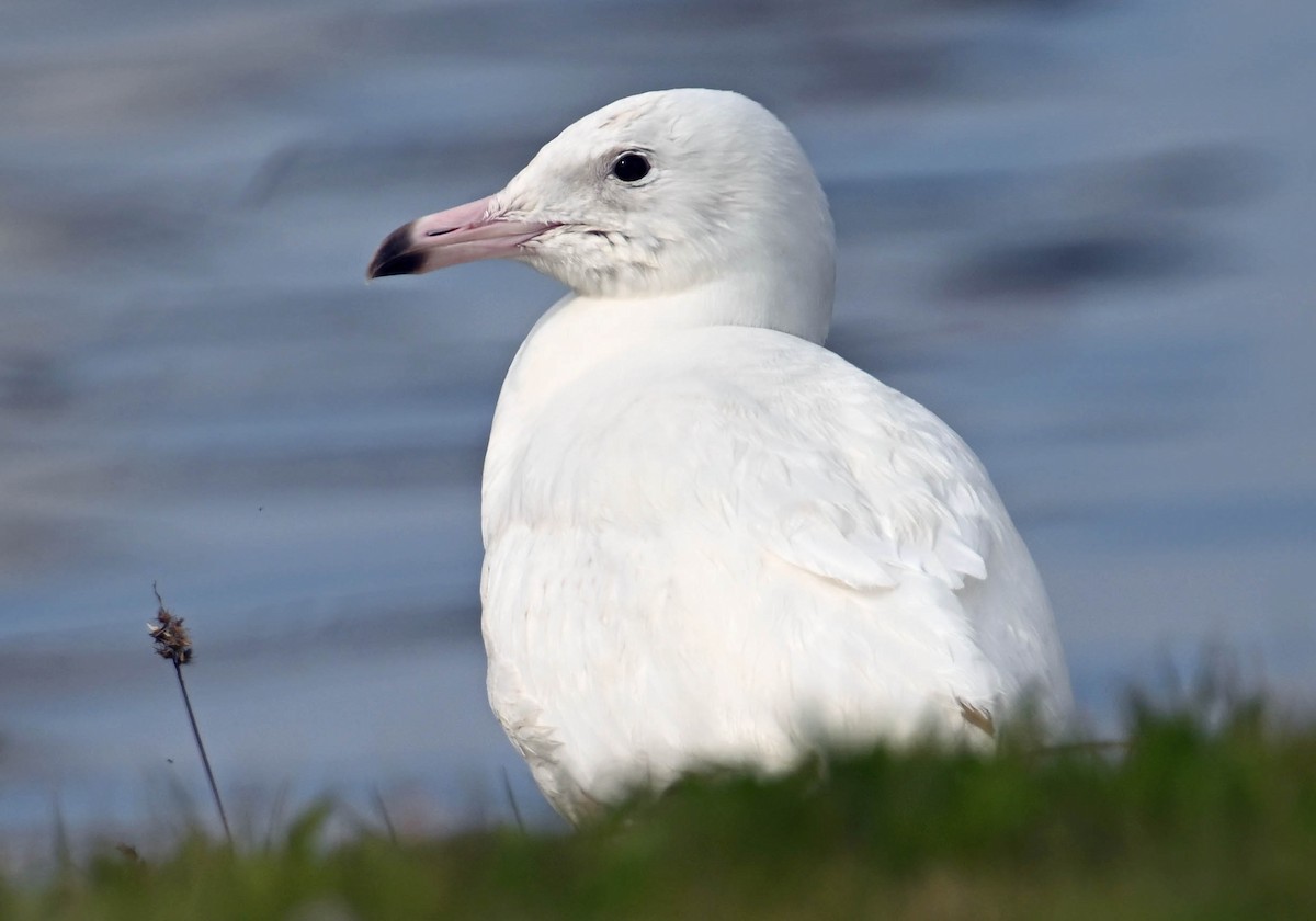 Glaucous Gull - ML630008950