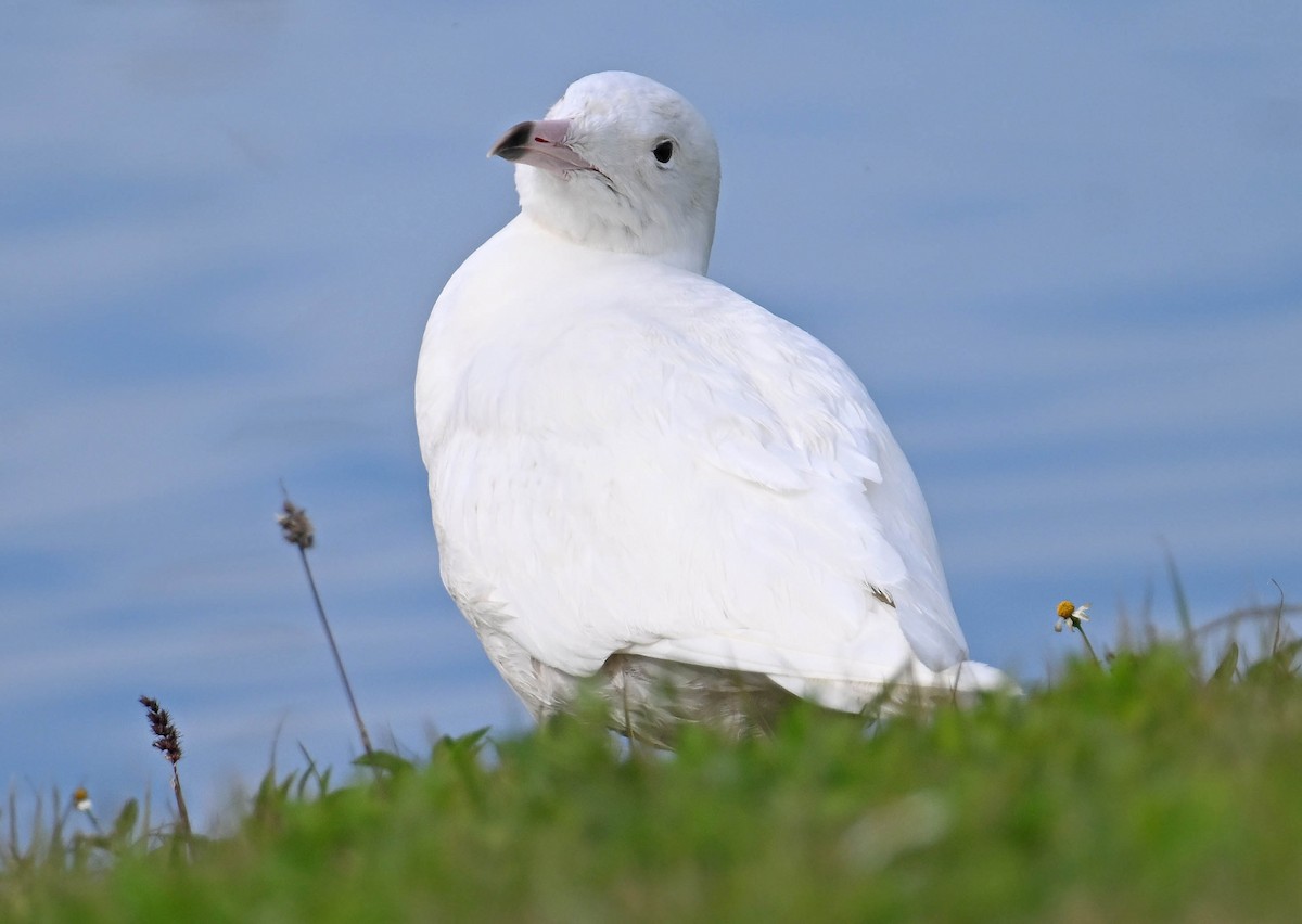 Glaucous Gull - ML630008951