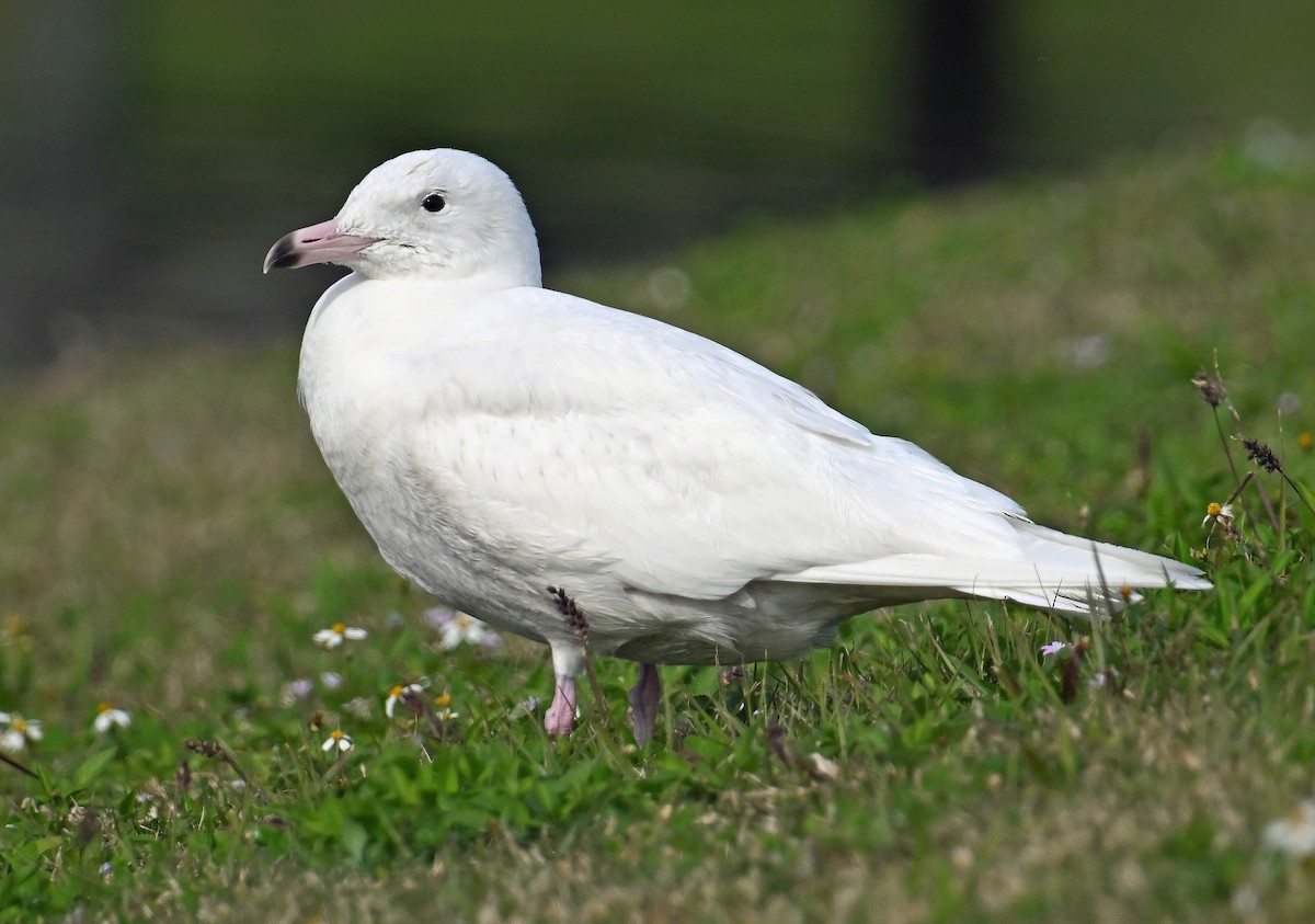 Glaucous Gull - ML630008952