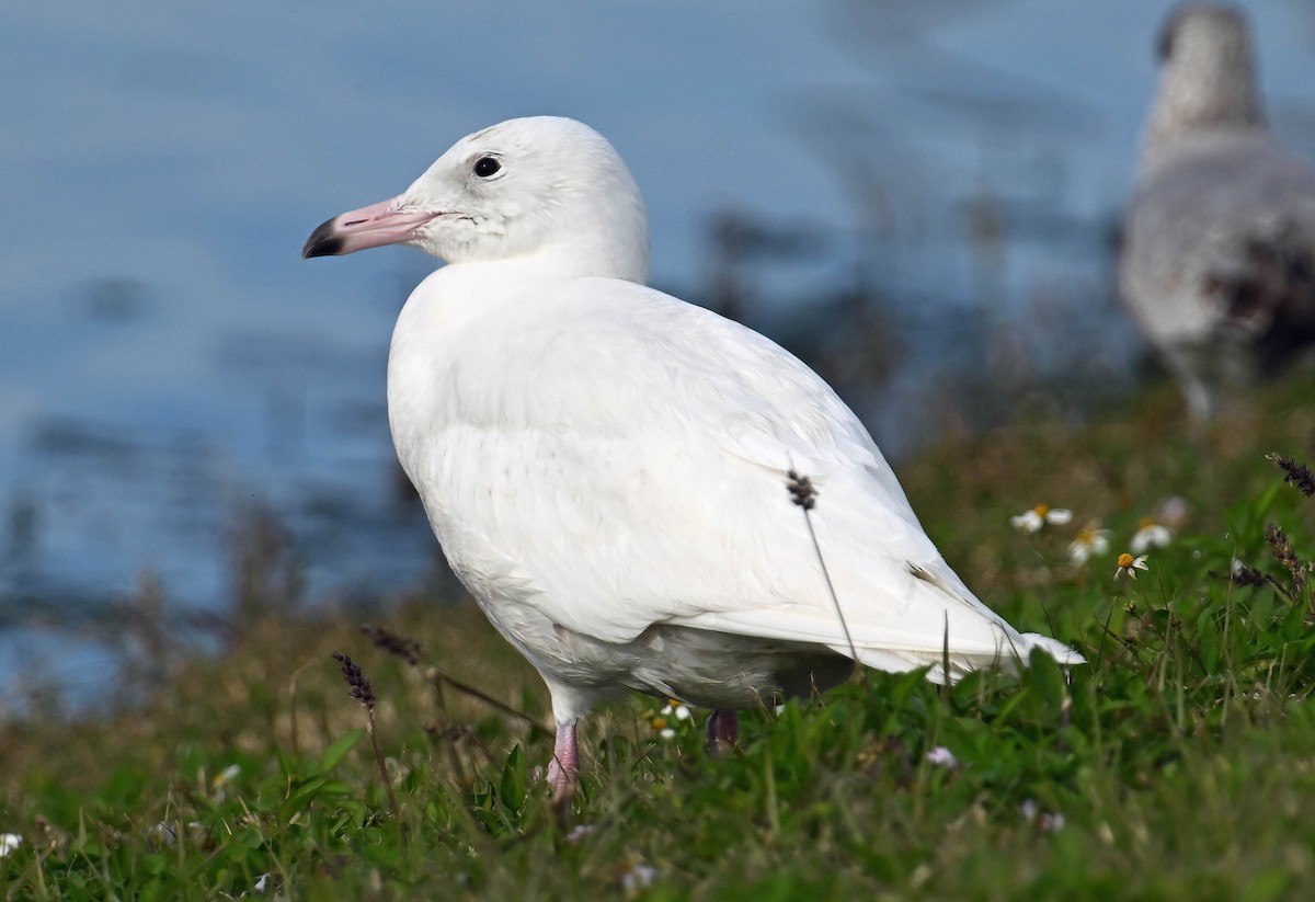Glaucous Gull - ML630008953