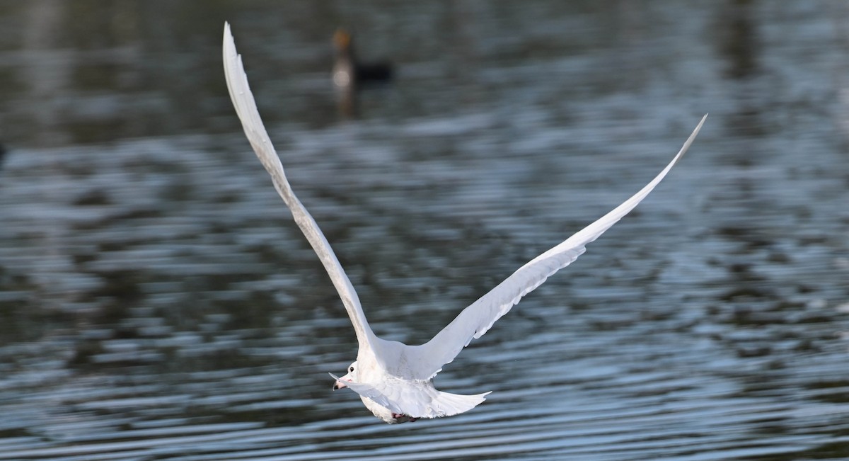 Glaucous Gull - ML630008954