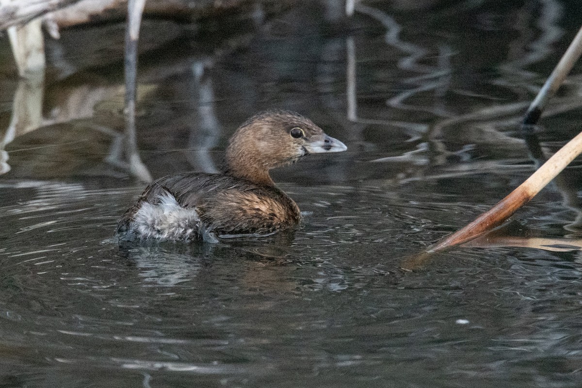 Pied-billed Grebe - ML630009060