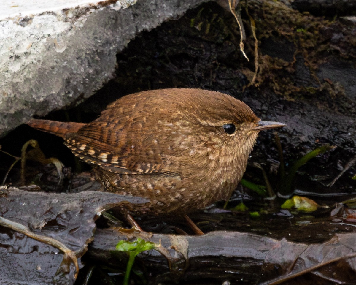 Winter Wren - ML630009062