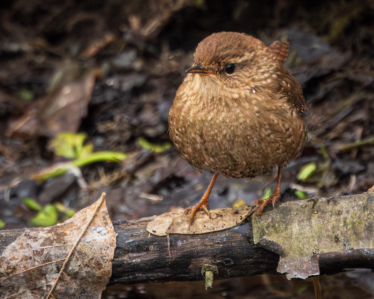 Winter Wren - ML630009063