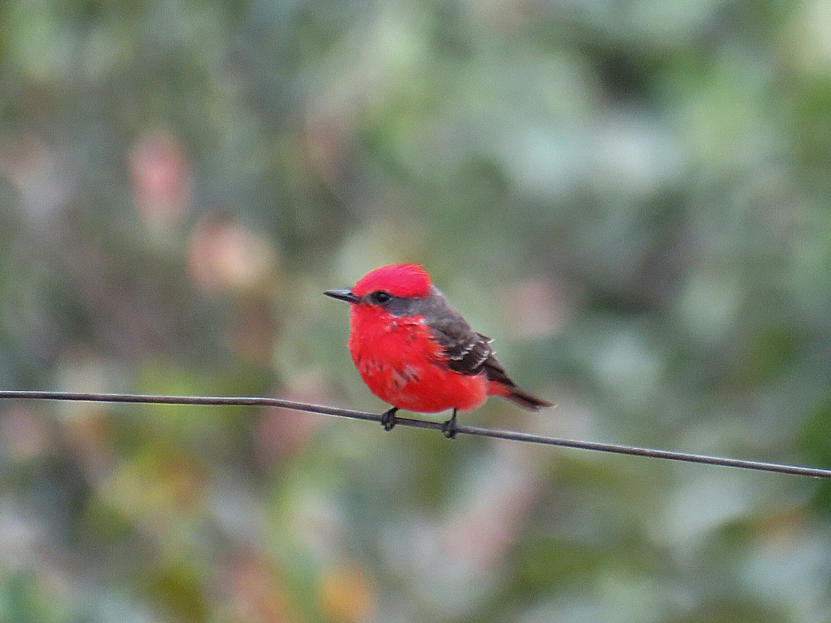 Vermilion Flycatcher (Austral) - ML630009076