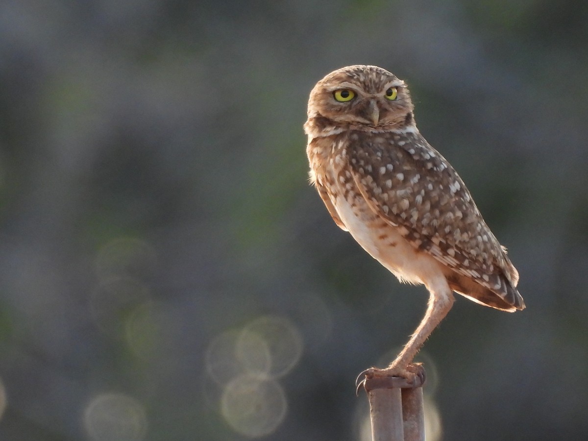 Burrowing Owl - ML630009139