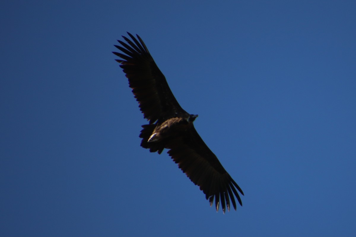 Cinereous Vulture - ML630009208