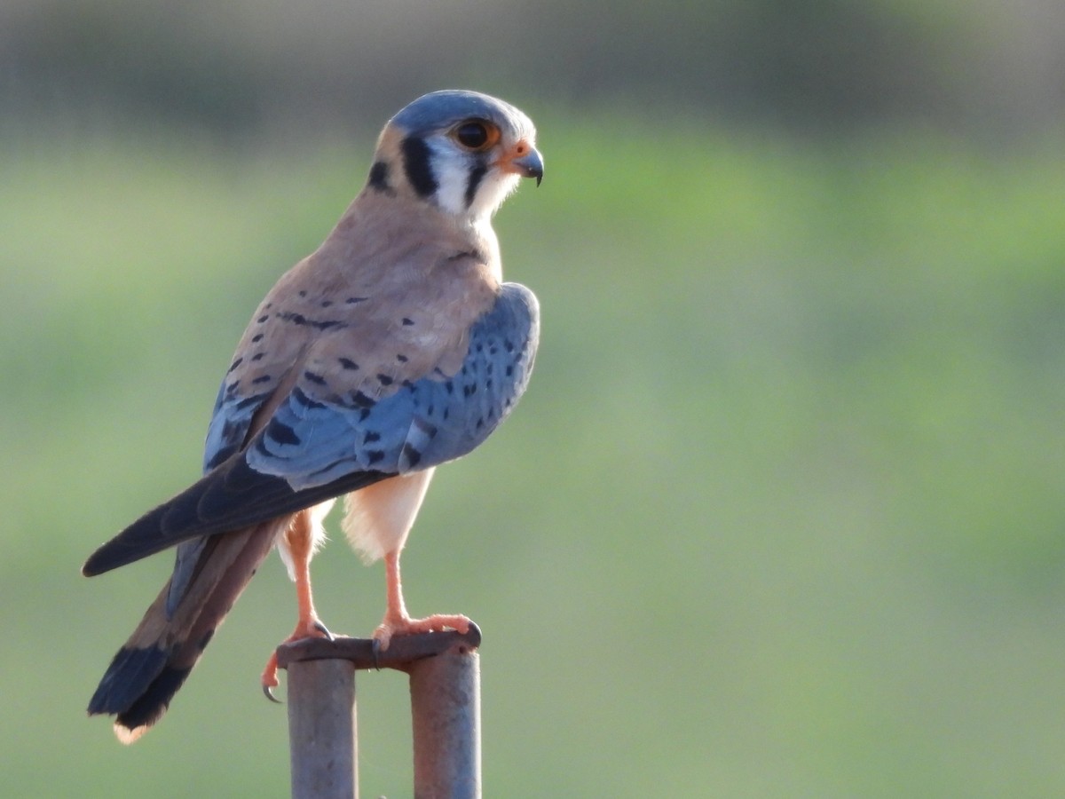 American Kestrel - ML630009214