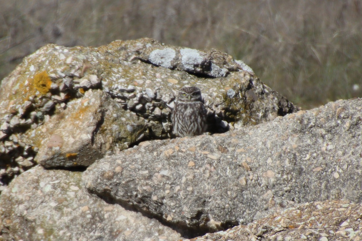 Little Owl - ML630009241