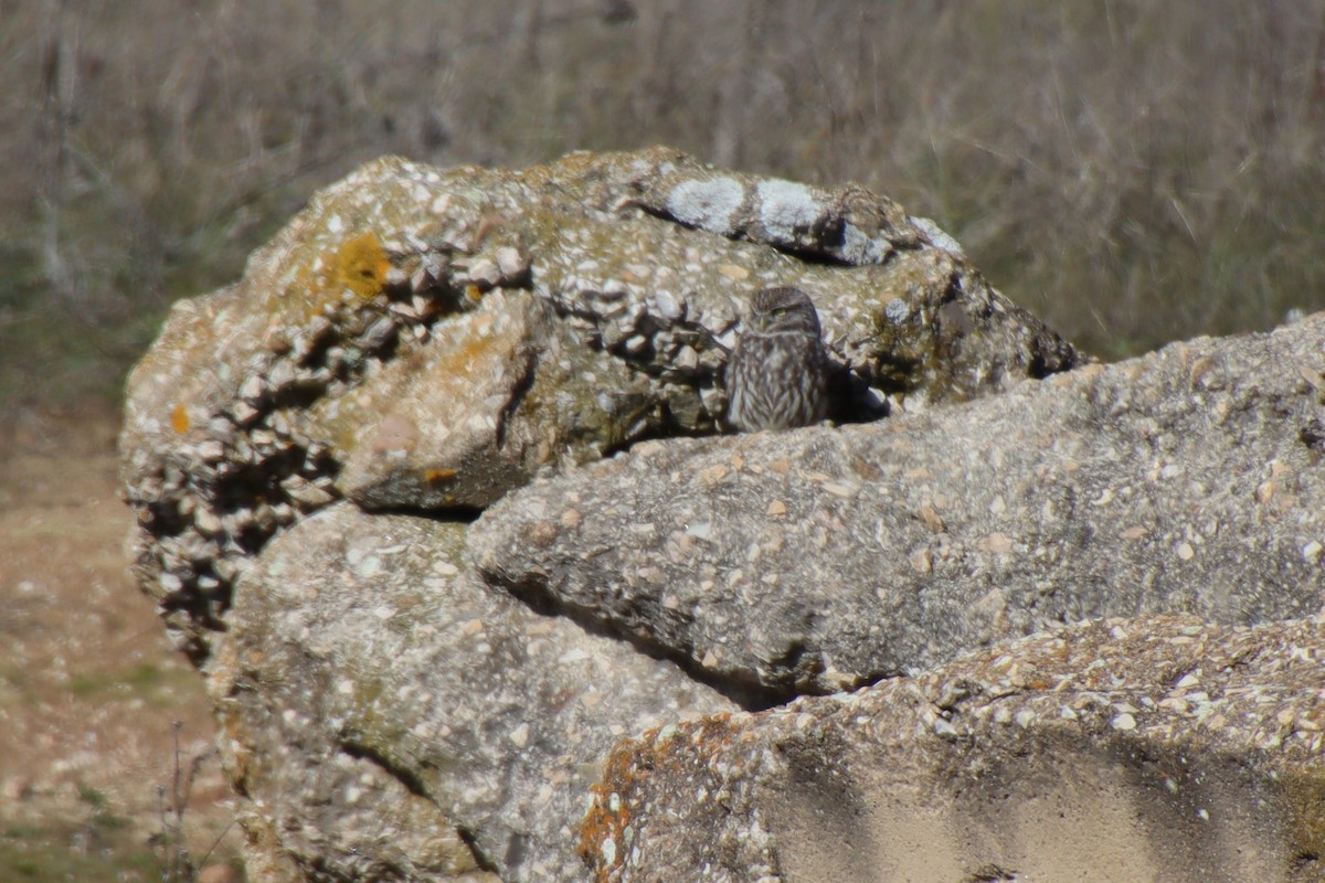 Little Owl - ML630009242
