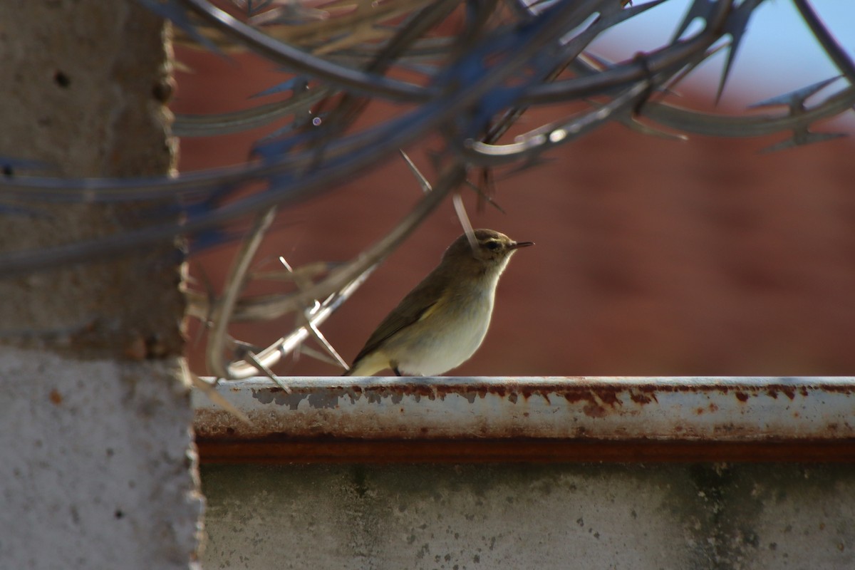 Common Chiffchaff - ML630009262