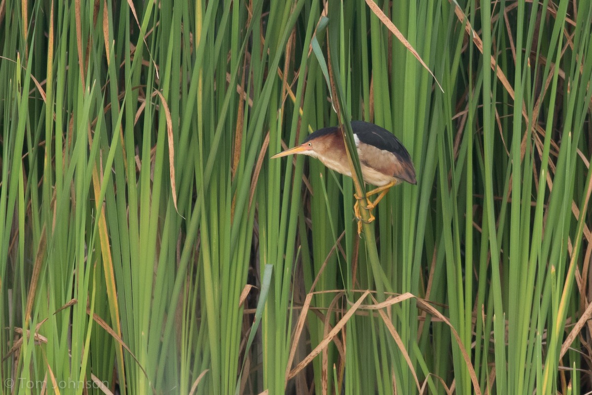 Least Bittern - ML63000931