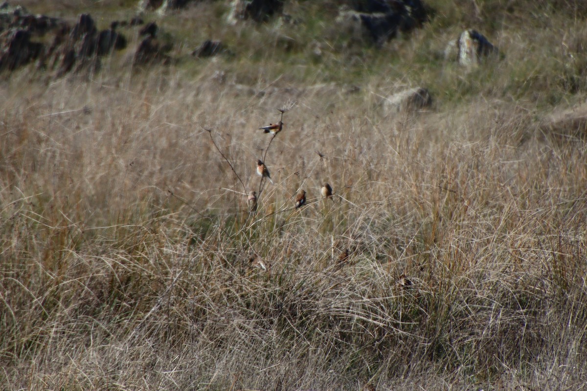 Eurasian Linnet - ML630009348