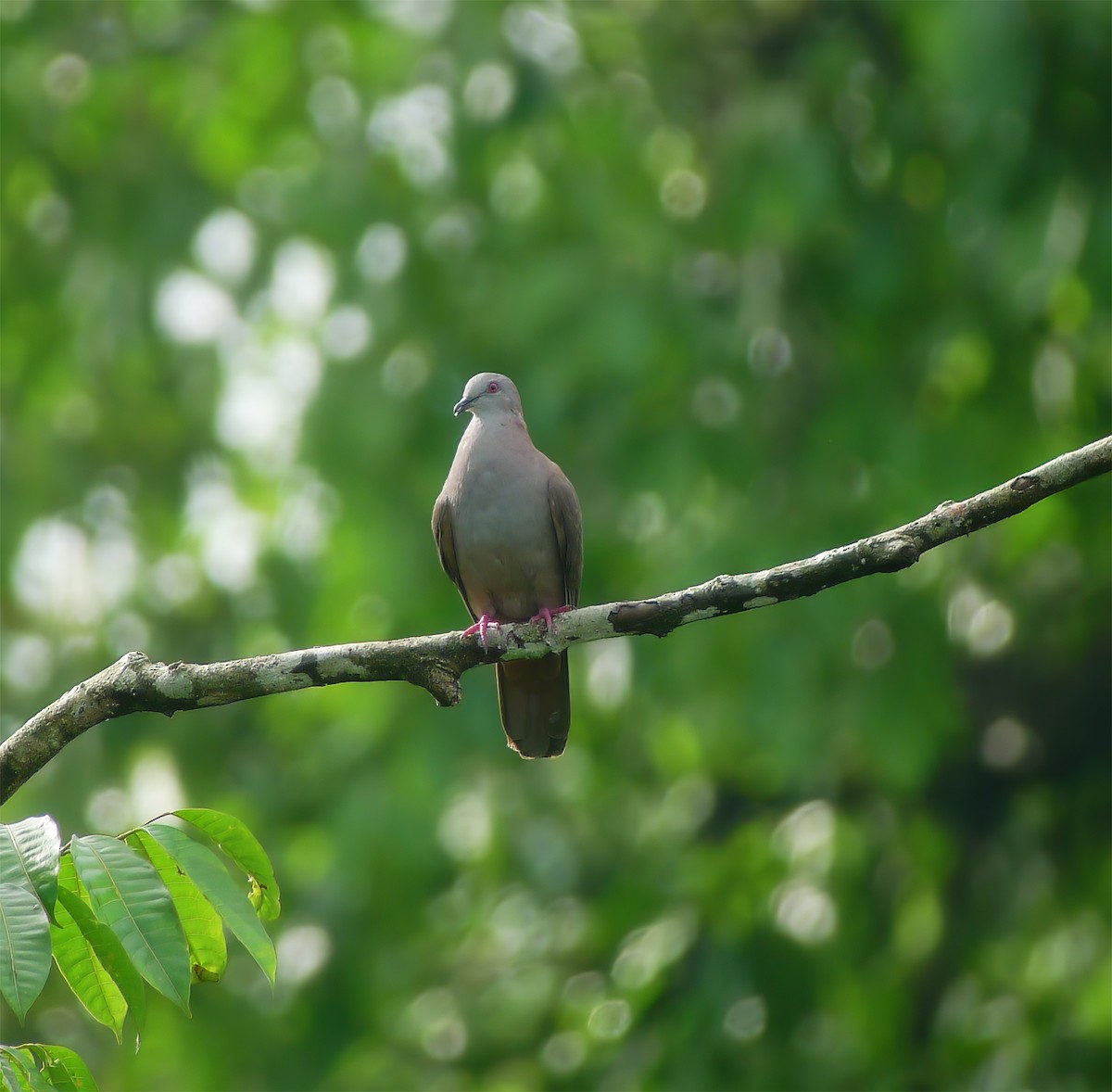 Dusky Pigeon - ML630009367