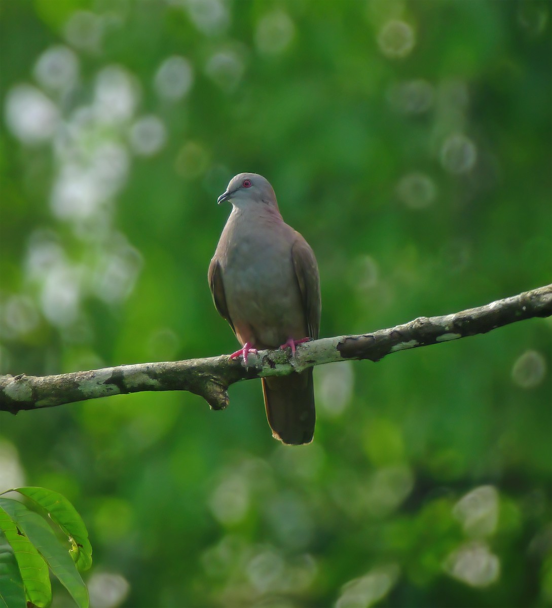 Dusky Pigeon - ML630009369