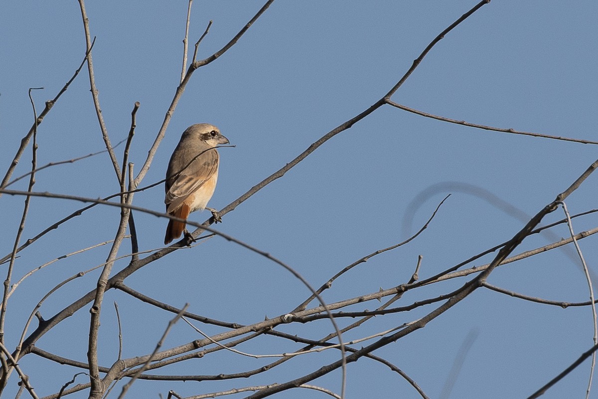 Isabelline Shrike - ML630009509