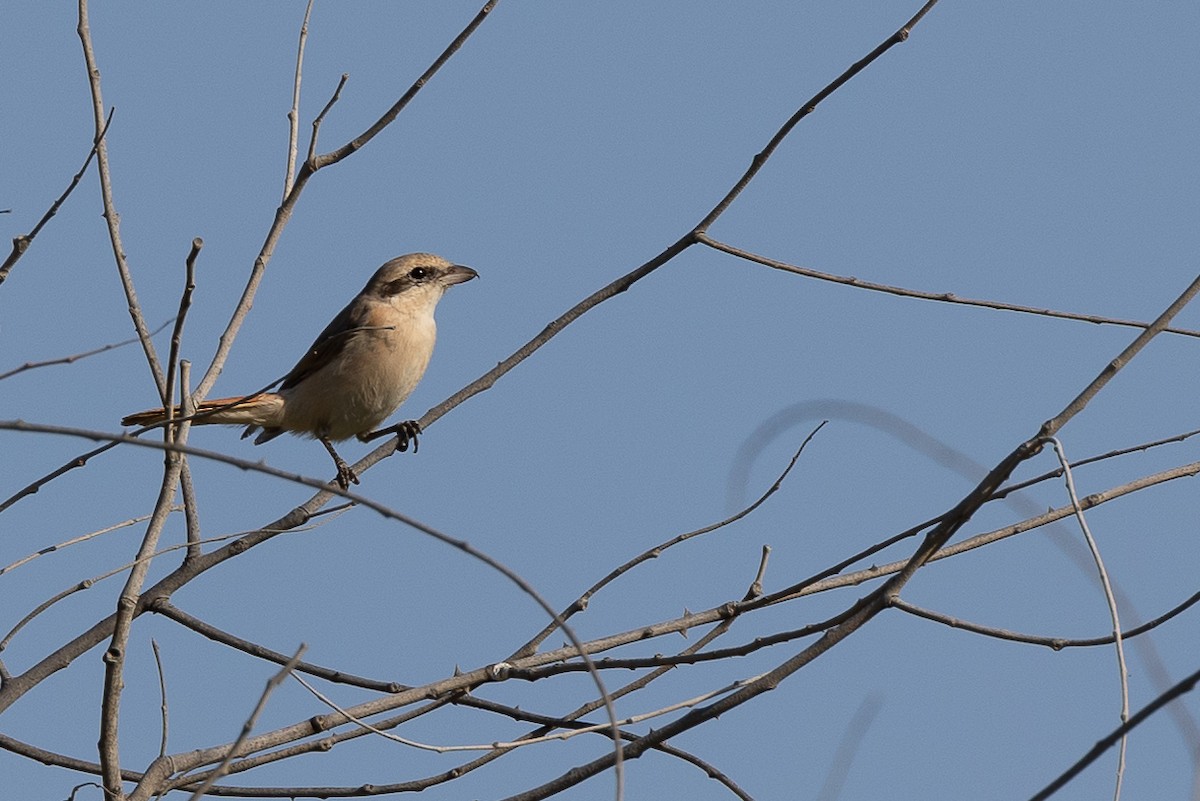 Isabelline Shrike - ML630009512