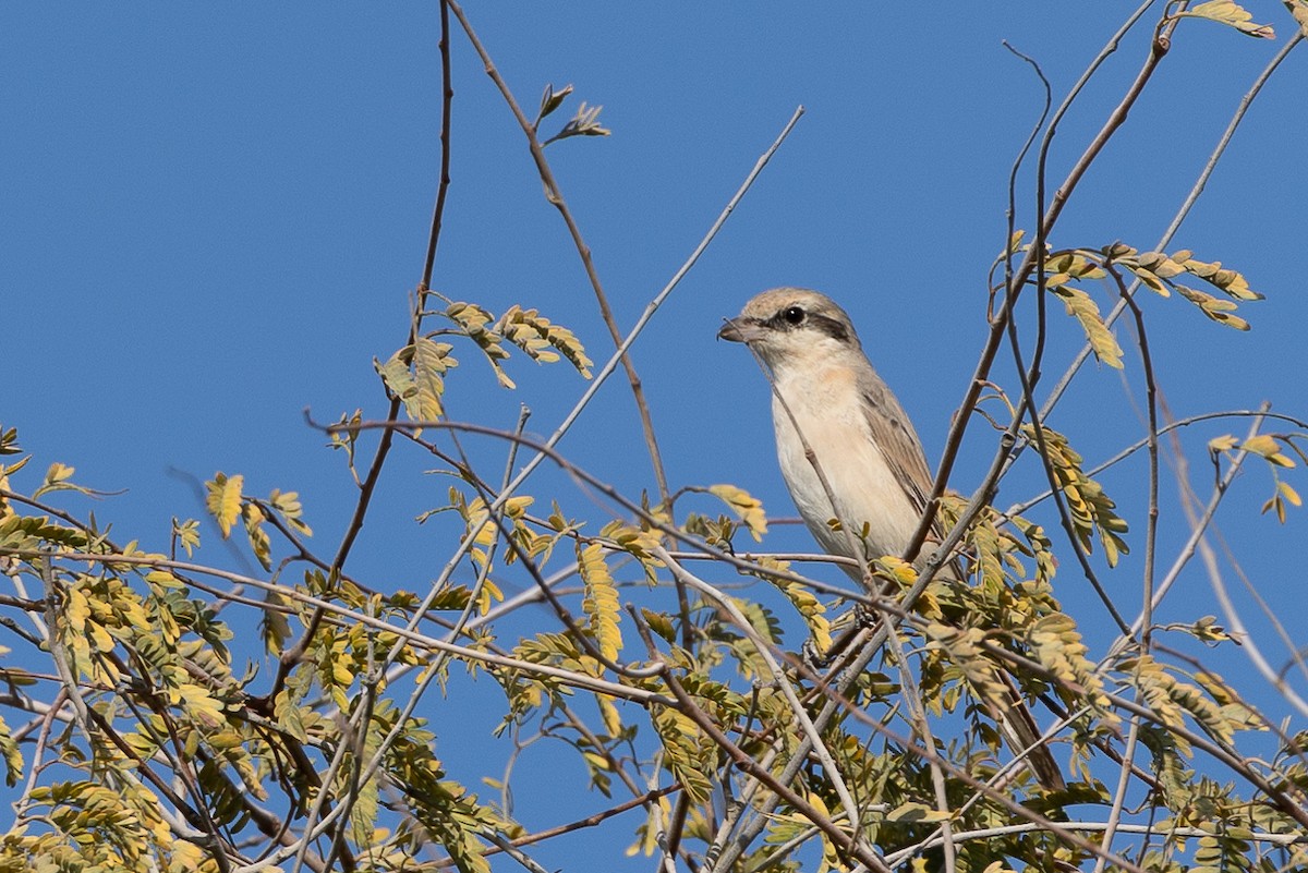 Isabelline Shrike - ML630009516