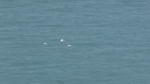 Zanga arrunta - ML630009541