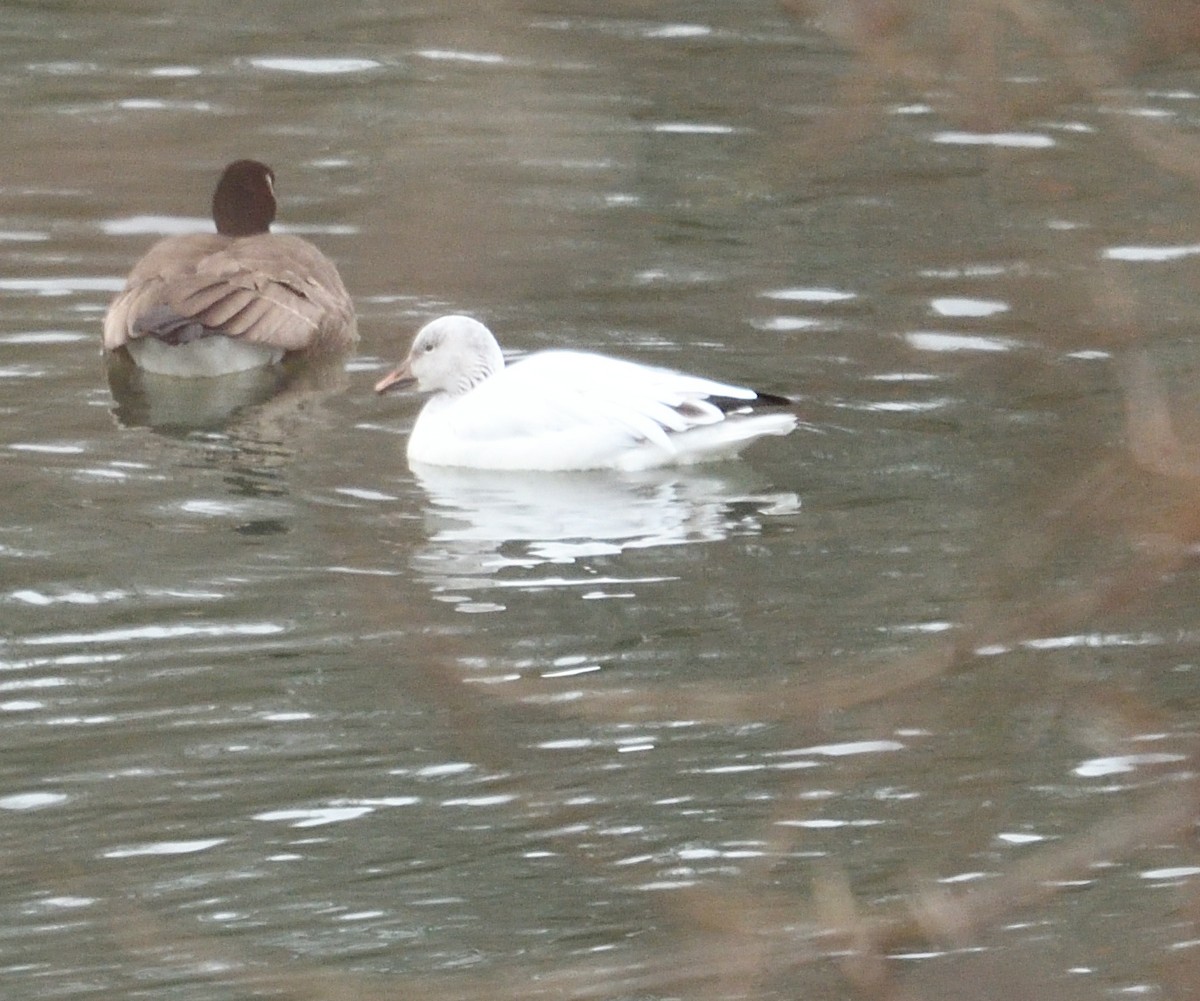Snow Goose - ML630009569