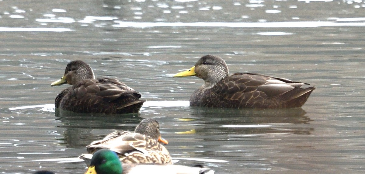 American Black Duck - ML630009586