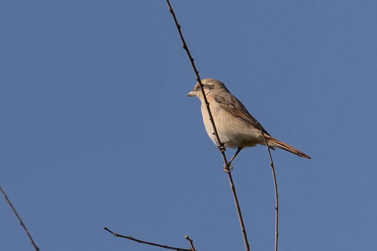 Isabelline Shrike - ML630009646