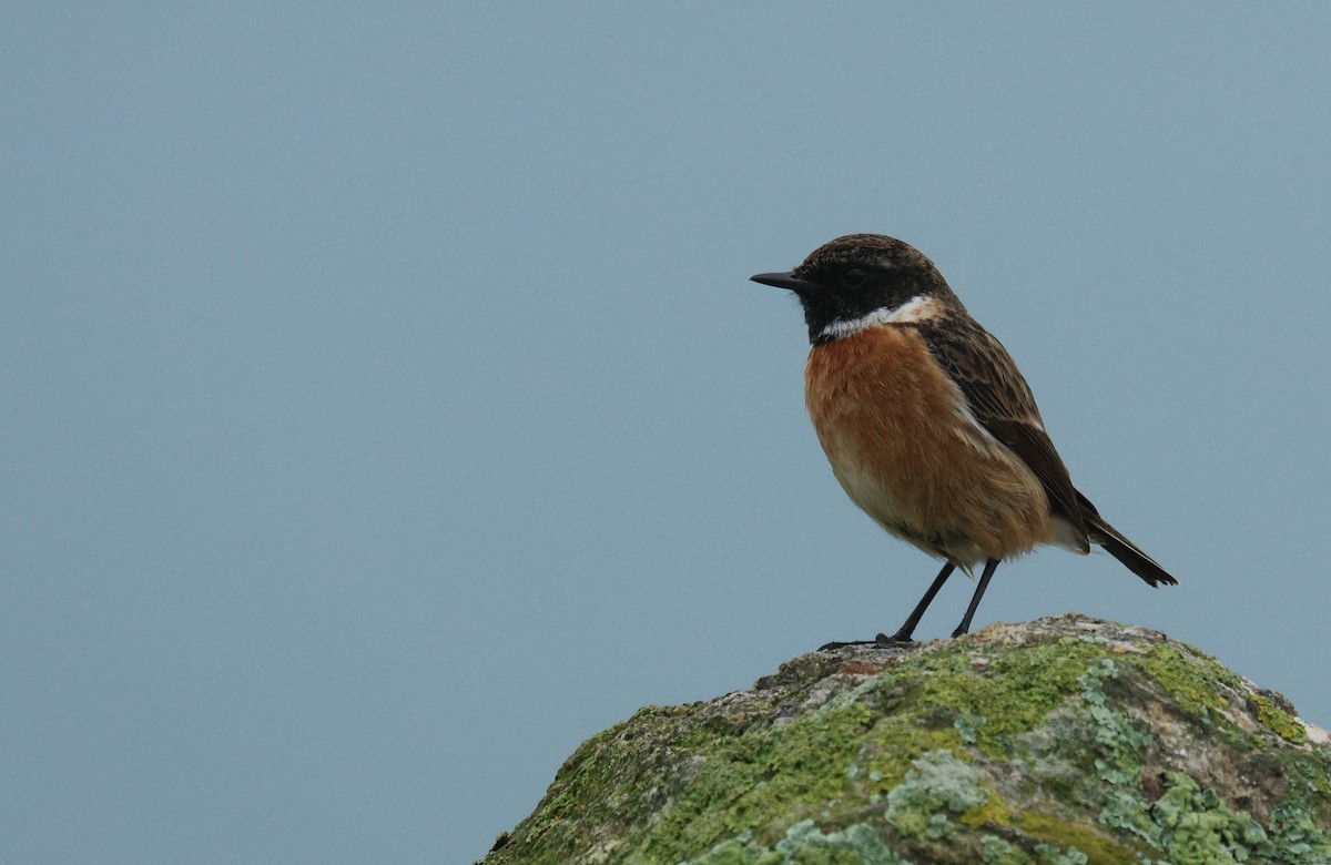 Pitxartxar burubeltza - ML630009647