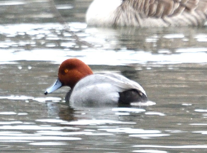 Redhead - ML630009659