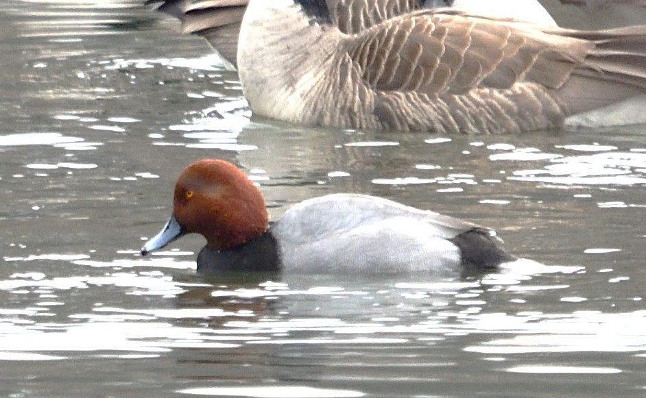 Redhead - ML630009660