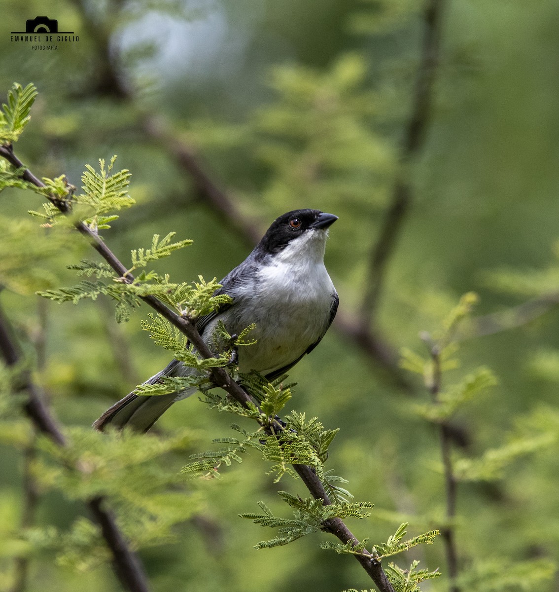 Black-capped Warbling Finch - ML630009688