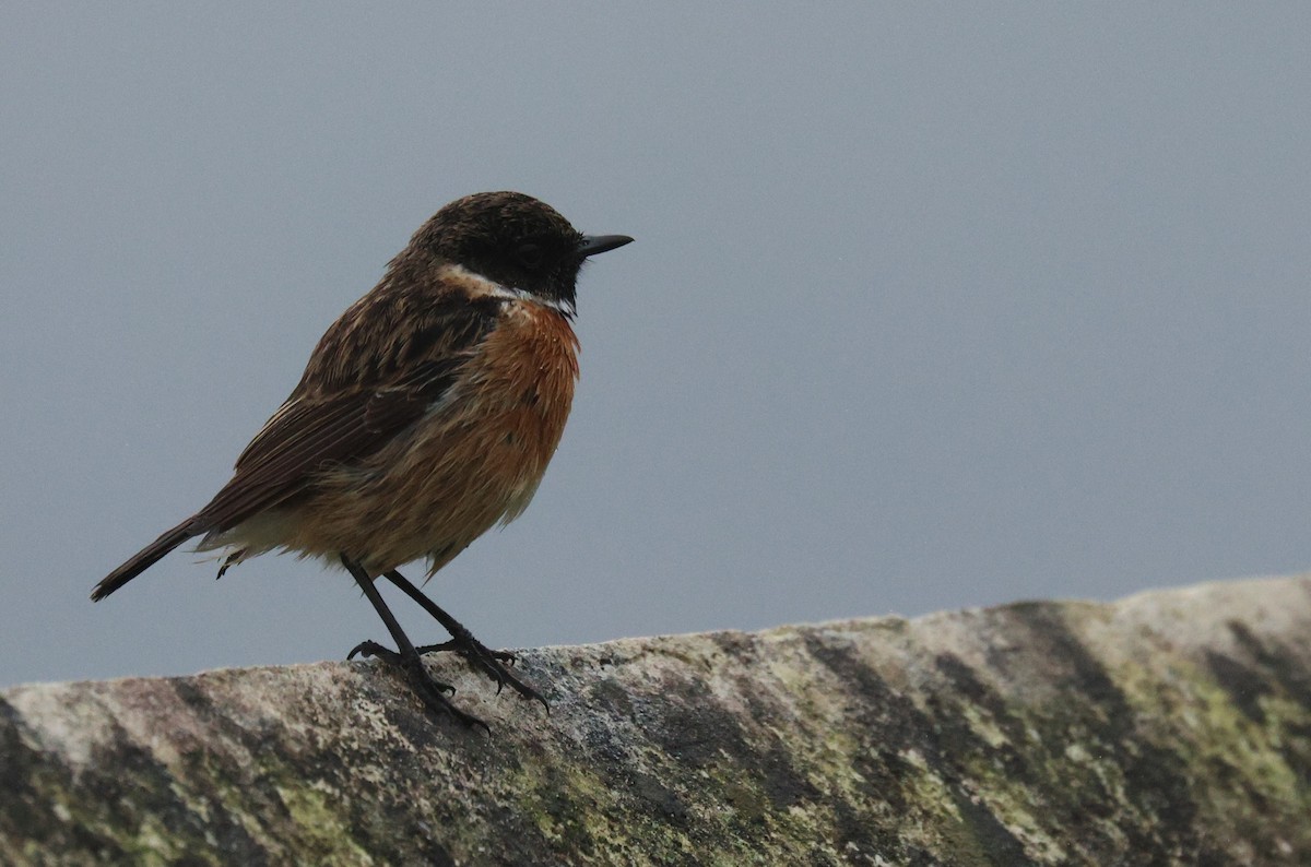 Pitxartxar burubeltza - ML630009722