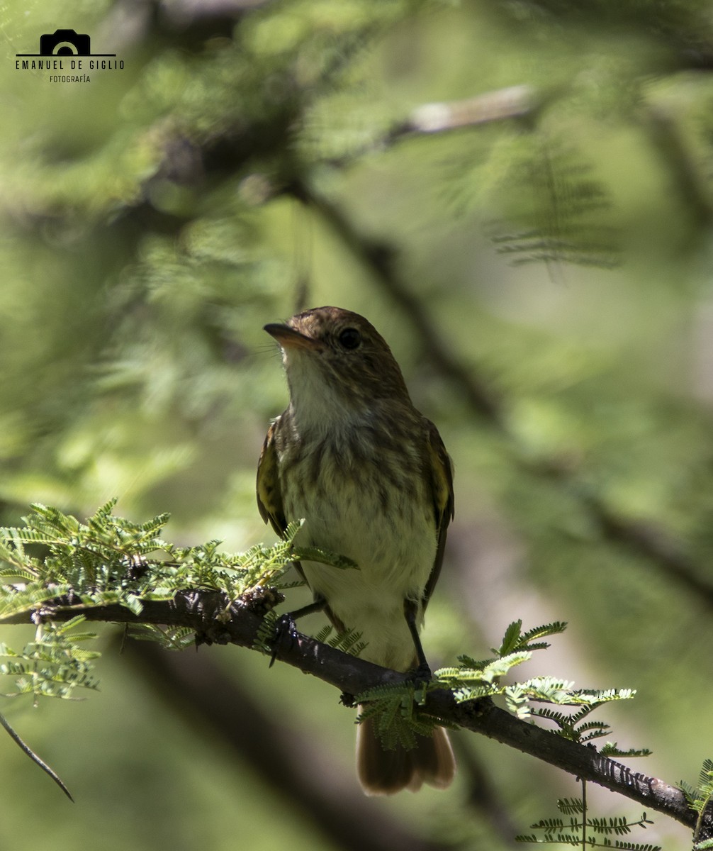 Bran-colored Flycatcher - ML630009747