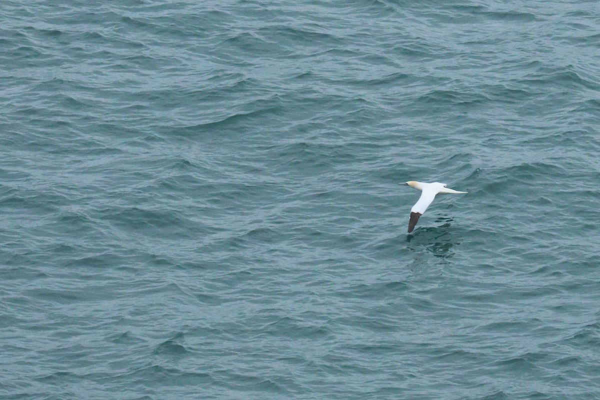 Zanga arrunta - ML630009796