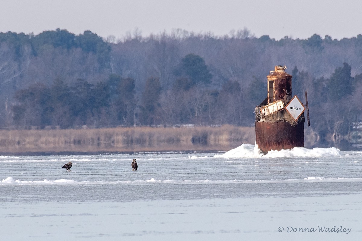 Bald Eagle - ML630010003