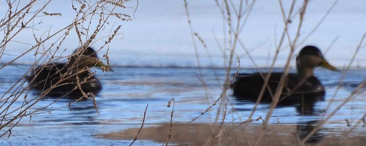American Black Duck - ML630010029