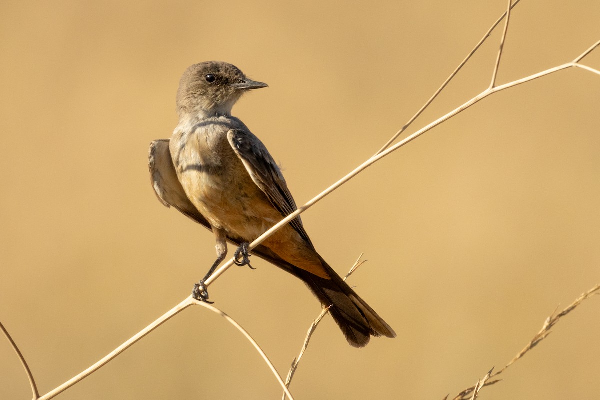 Say's Phoebe - ML630010631