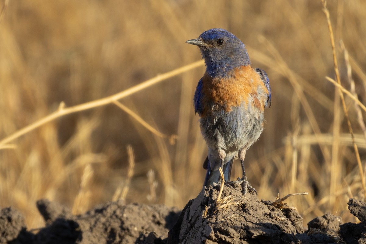 Western Bluebird - ML630010634