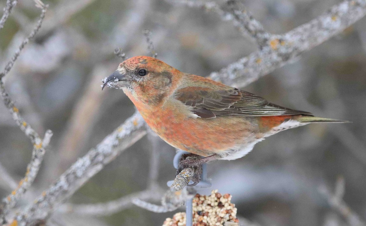 Red Crossbill - ML630010932
